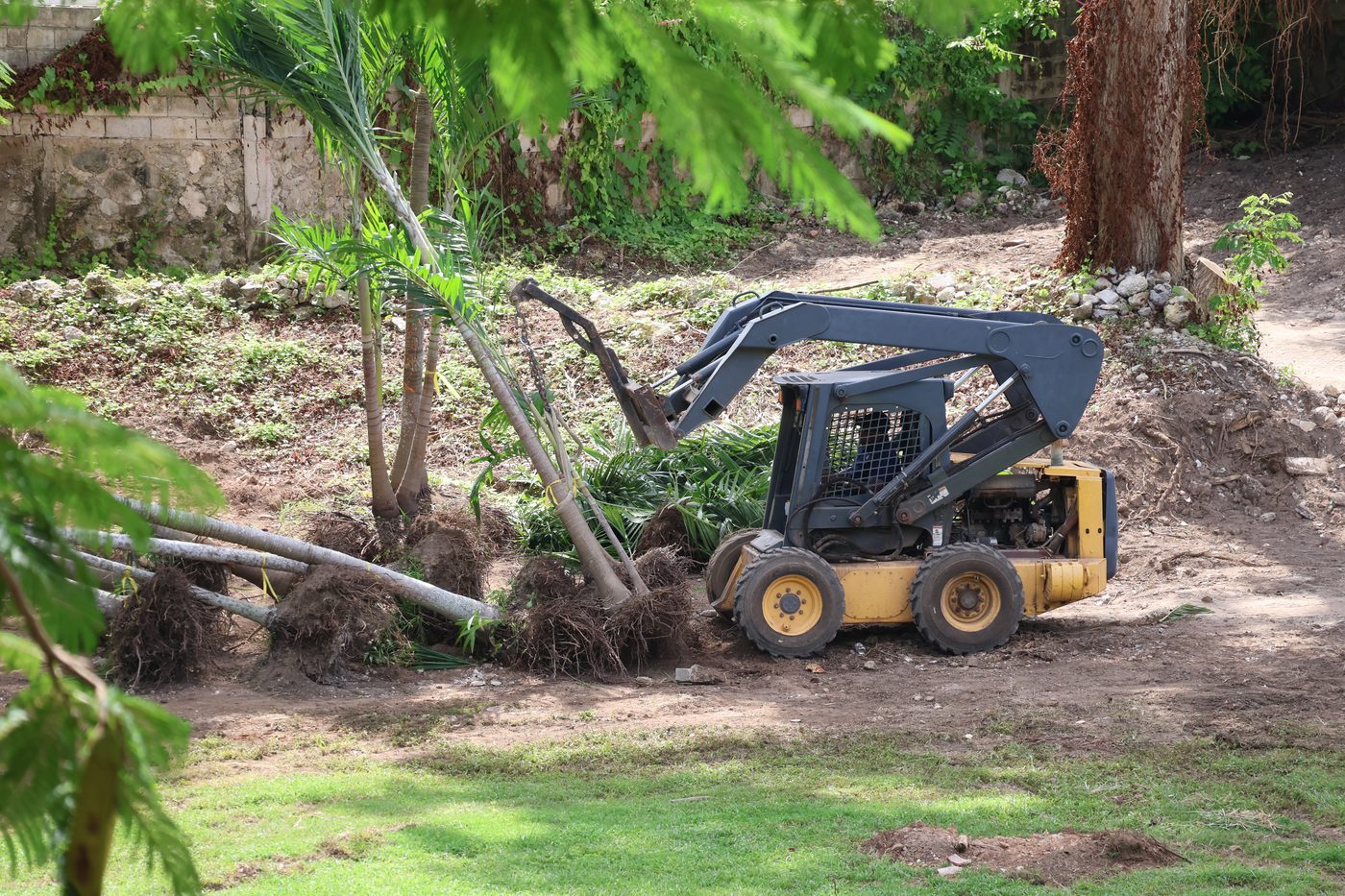 A loader moving palms during the restoration